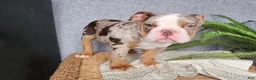 English Bulldog dogs for sale: Fletch - Ad 19