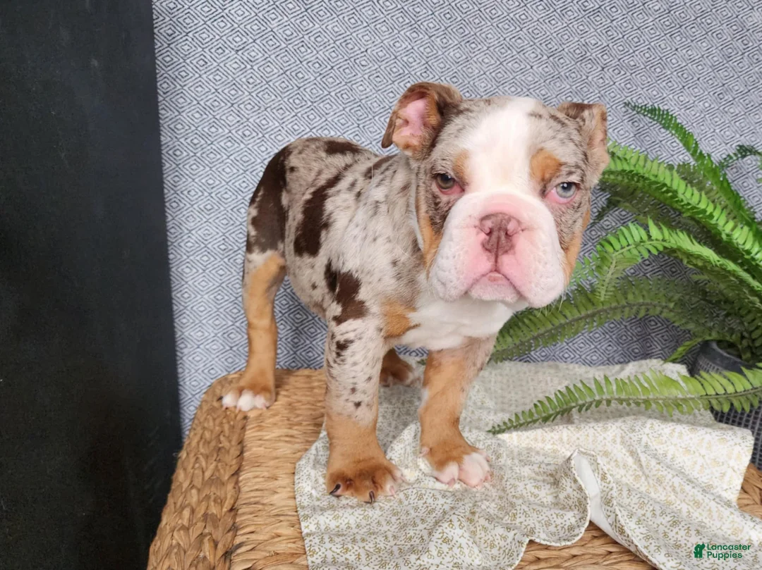English Bulldog dogs for sale: Fletch - Ad 19