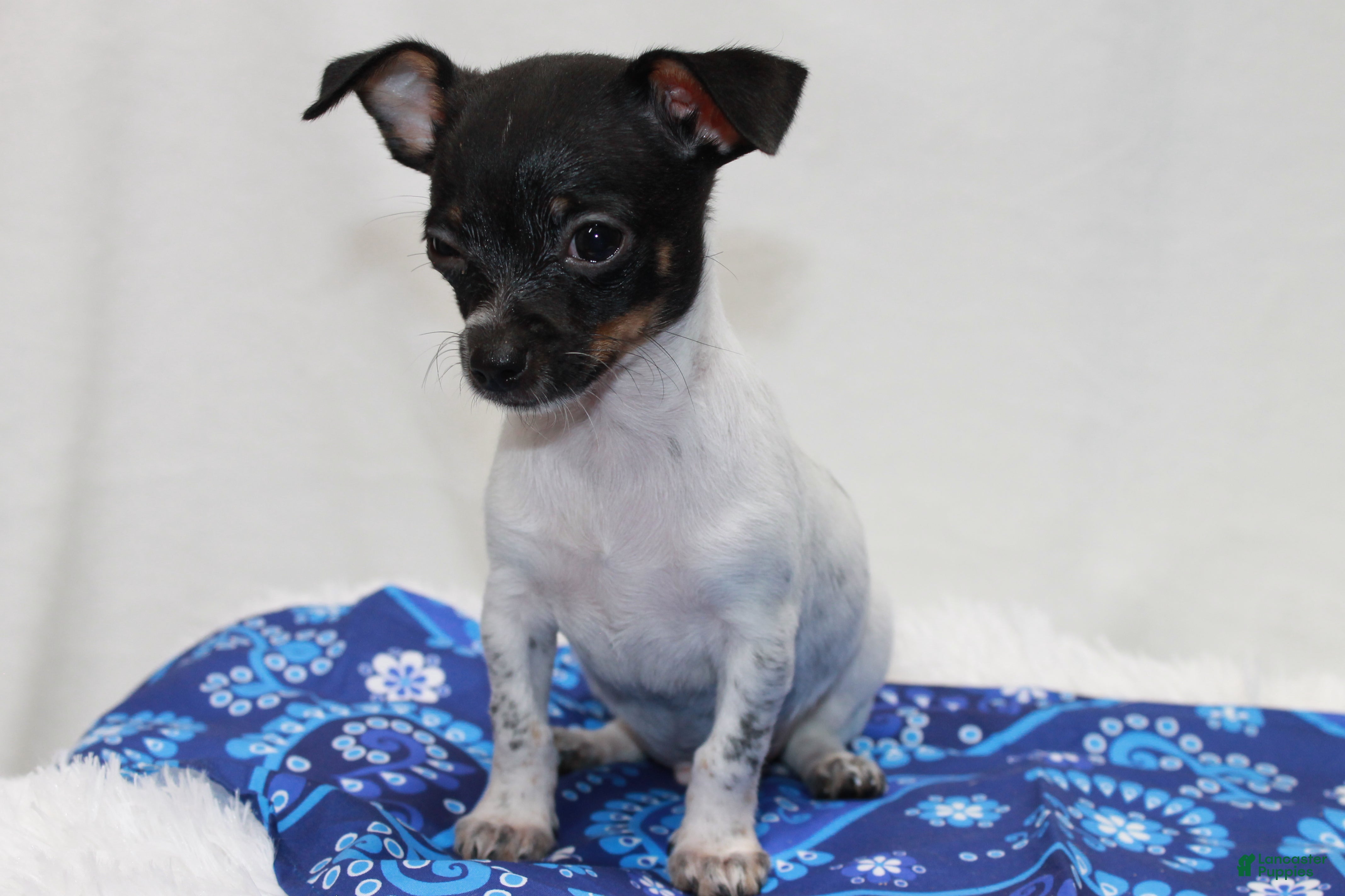 Chihuahua dogs Chihuahua 3 - Ad 1