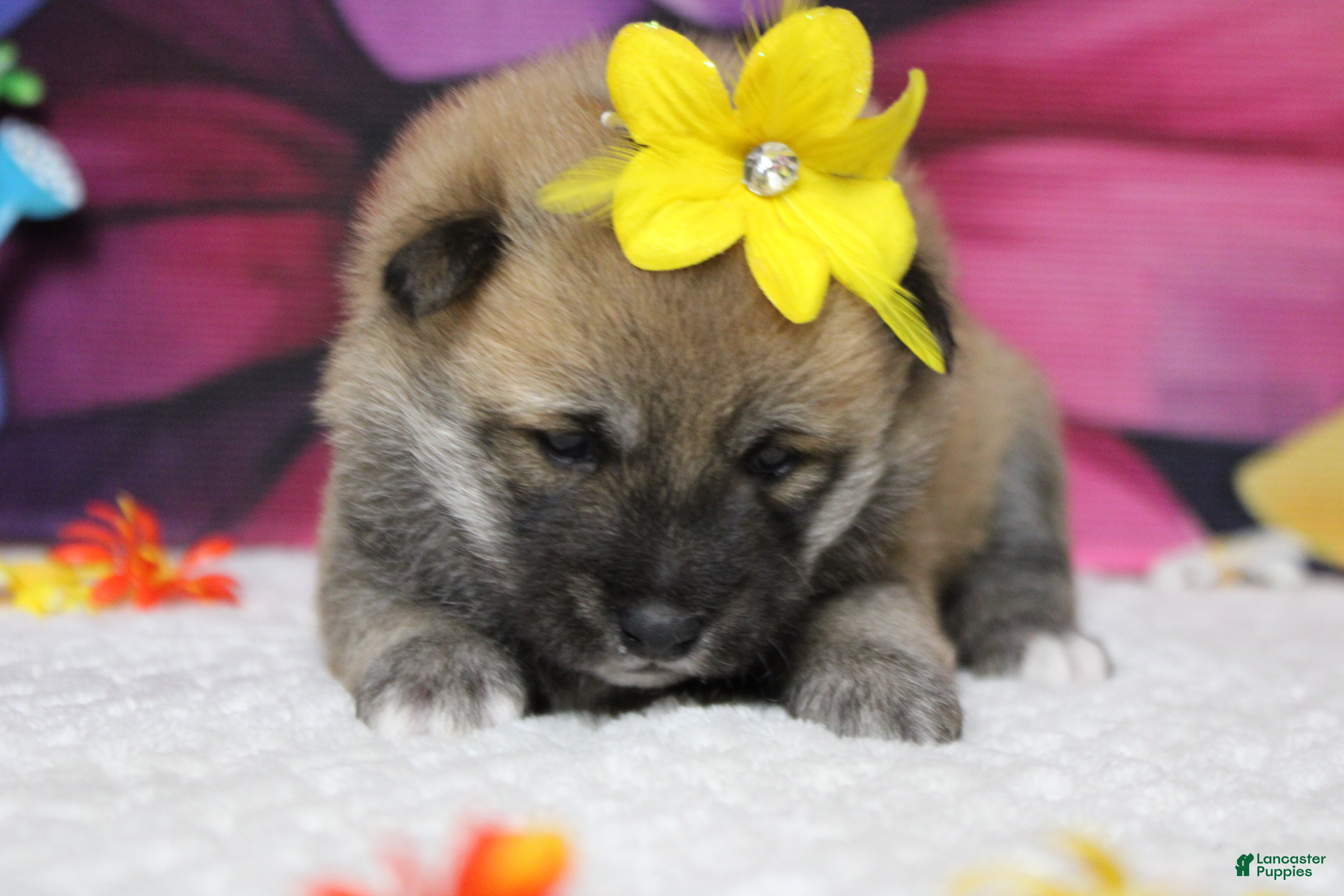 Shiba Inu dogs Janis - Ad 28