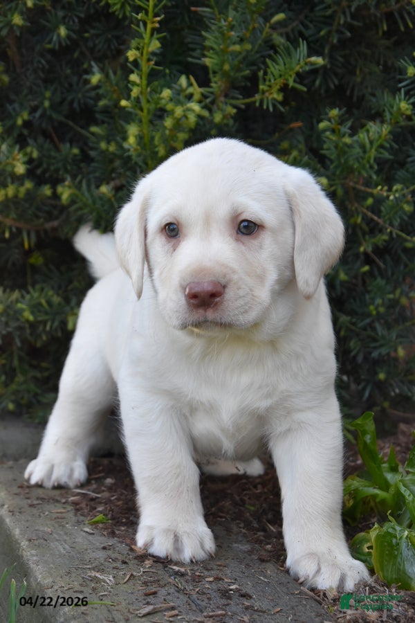 Labrador Retriever dogs Woody - Ad 2