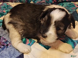 Miniature Schnauzer dogs Miniature Schnauzer Boy 3 - Ad 42