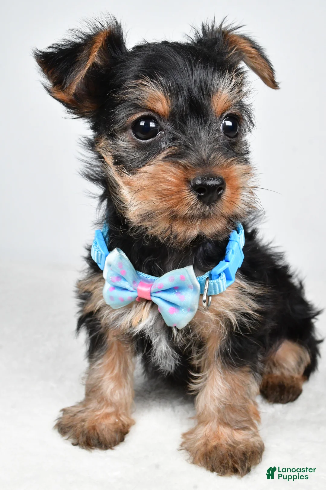 Yorkshire Terrier dogs for sale: Toby - Ad 6