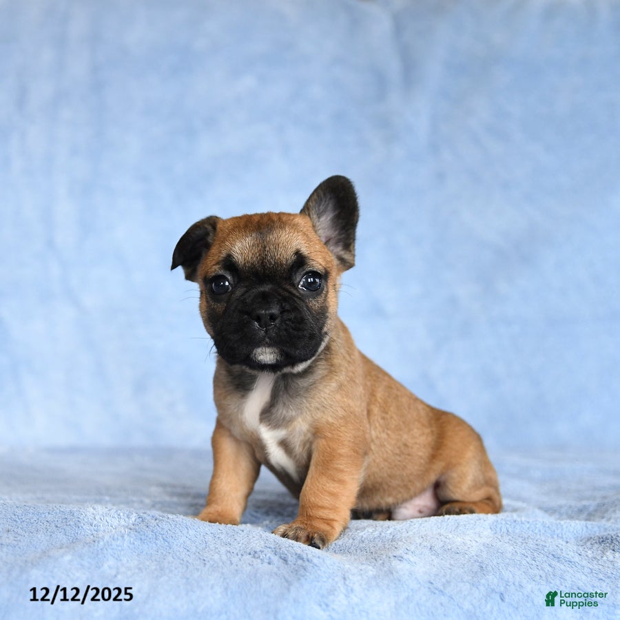 French Bulldog dogs YaRay - Ad 13