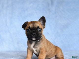 French Bulldog dogs YaRay - Ad 30
