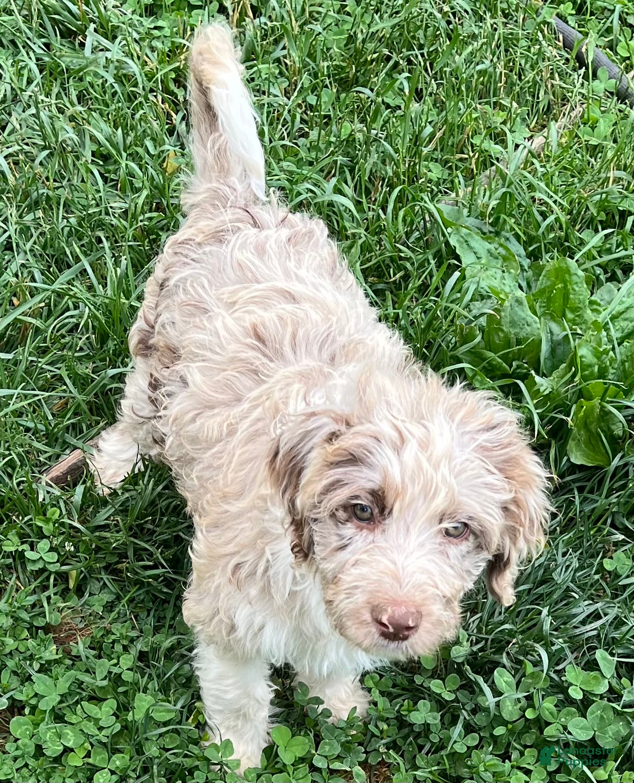 Aussiedoodle dogs 🤠 Cowboy  - Ad 1