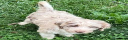 Aussiedoodle dogs for sale: 🤠 Cowboy  - Ad 1