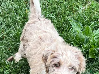 Aussiedoodle dogs for sale: 🤠 Cowboy - Ad 2