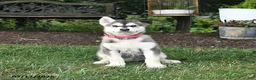 Alaskan Malamute dogs for sale: Skylar - Ad 1