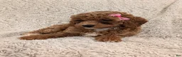 Miniature Poodle dogs for sale: Quinn - Ad 13