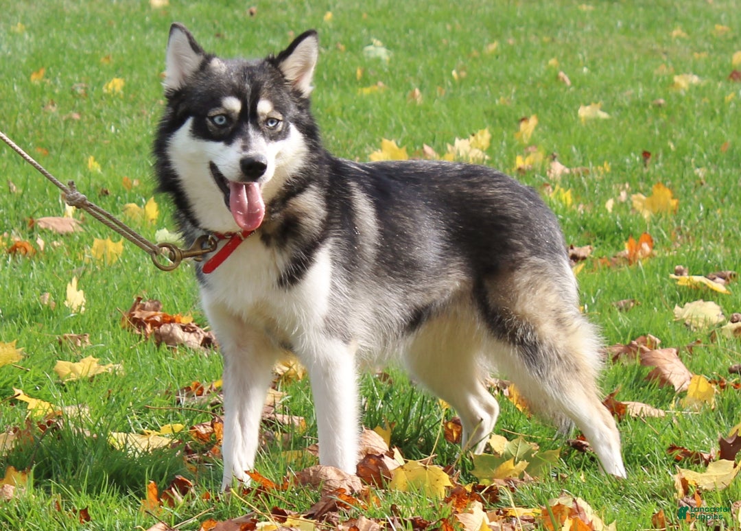 Pomsky dogs for sale: Pearl - Ad 5