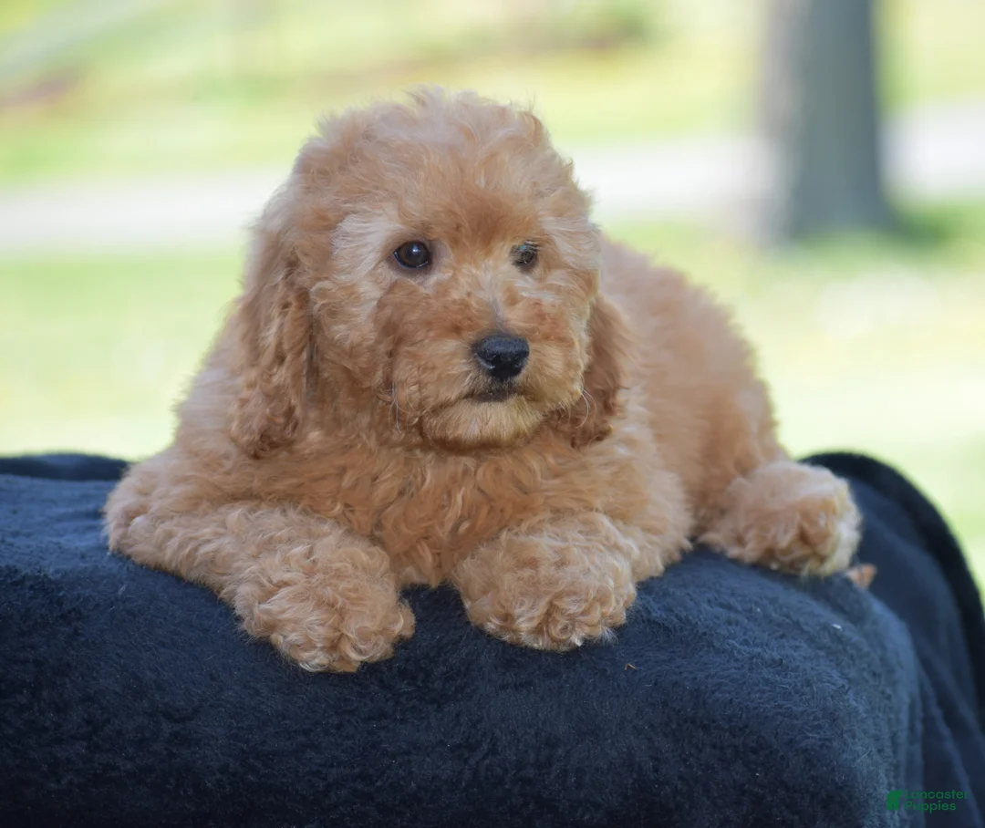 Mini Goldendoodle dogs for sale: Waden - Ad 15