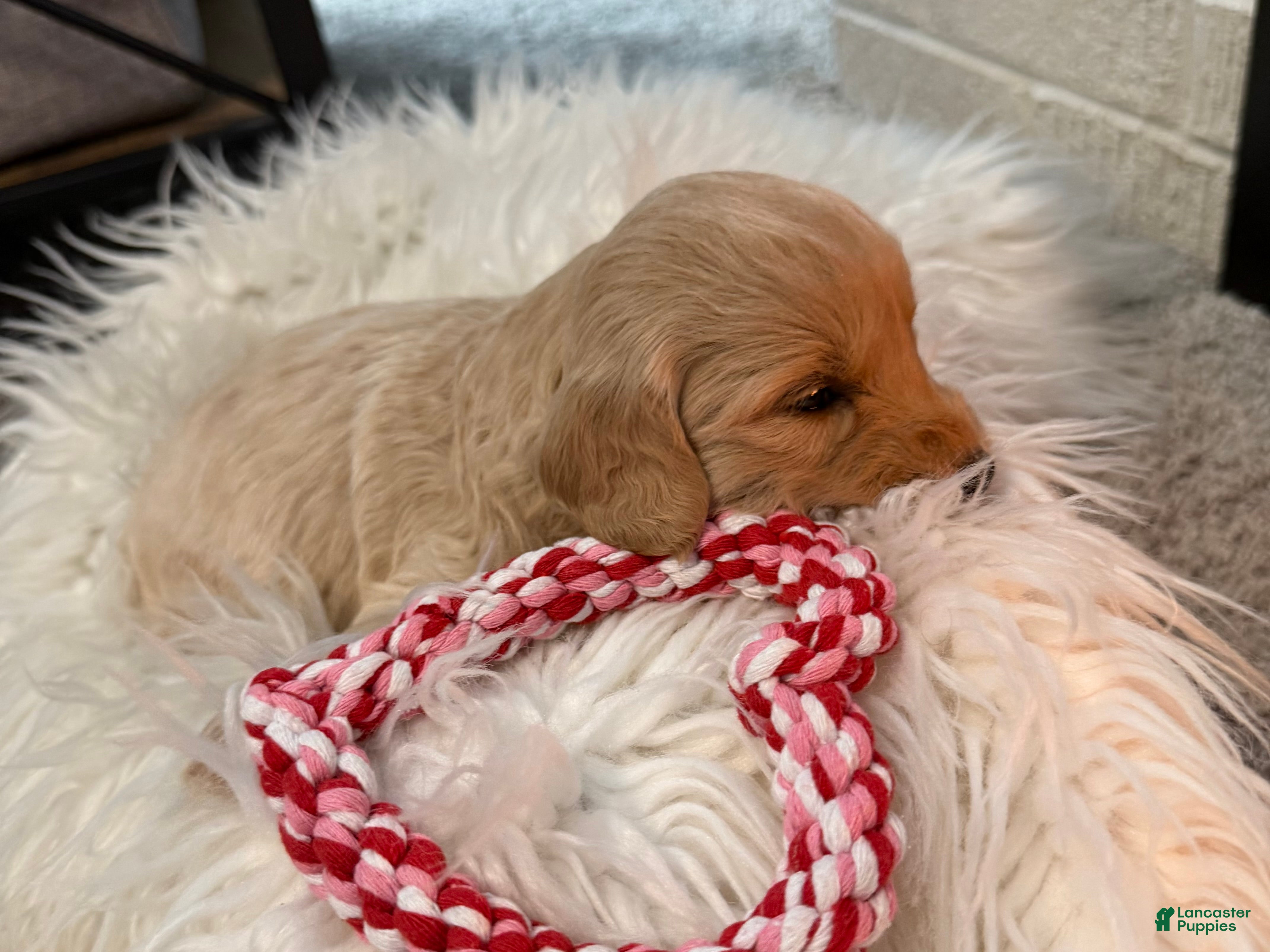 Mini Goldendoodle dogs Sugar&Spice - Ad 2