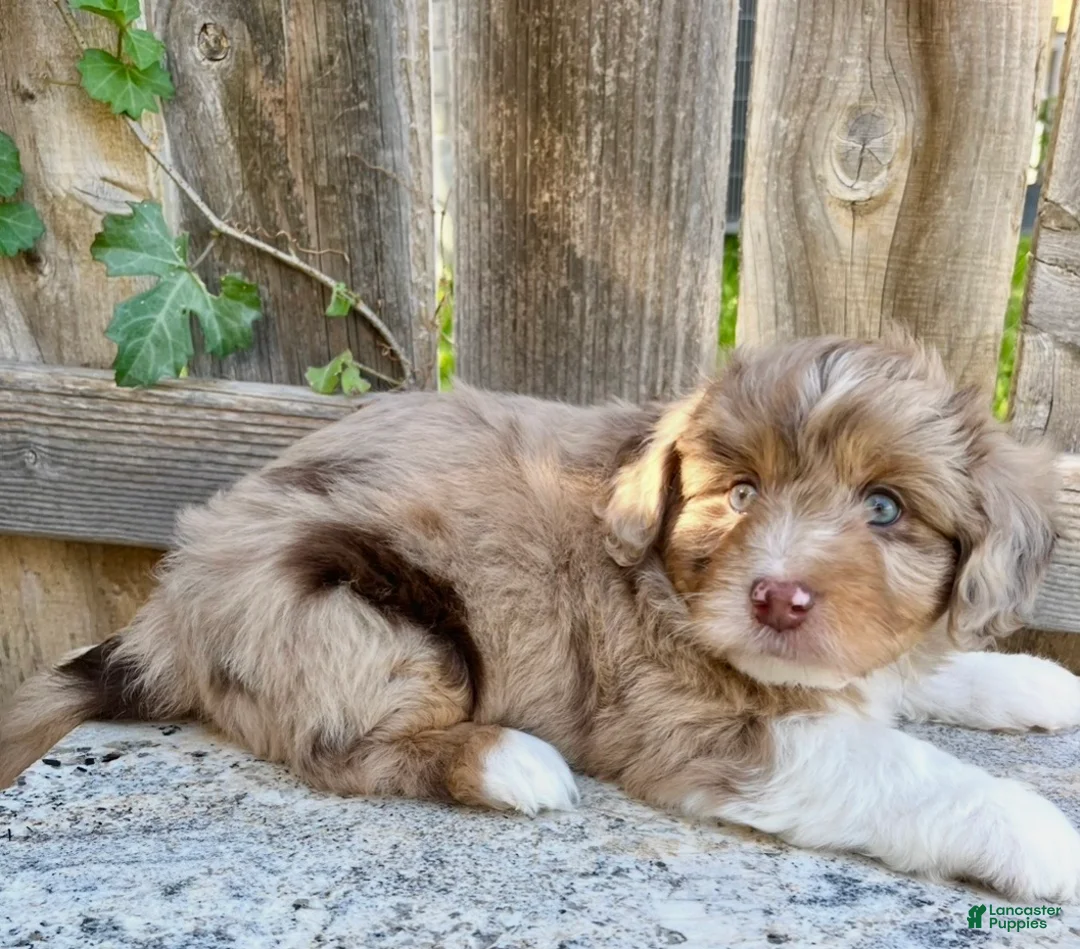 Mini Aussiedoodle dogs for sale: Zeus - Ad 2