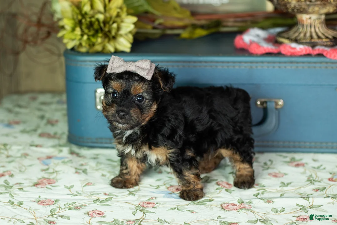 Yorkshire Terrier dogs for sale: Lucy  - Ad 4