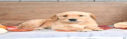 Golden Retriever dogs for sale: Wendy - Ad 4