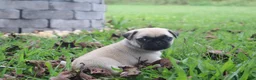Pug dogs for sale: Ginger -male- - Ad 1
