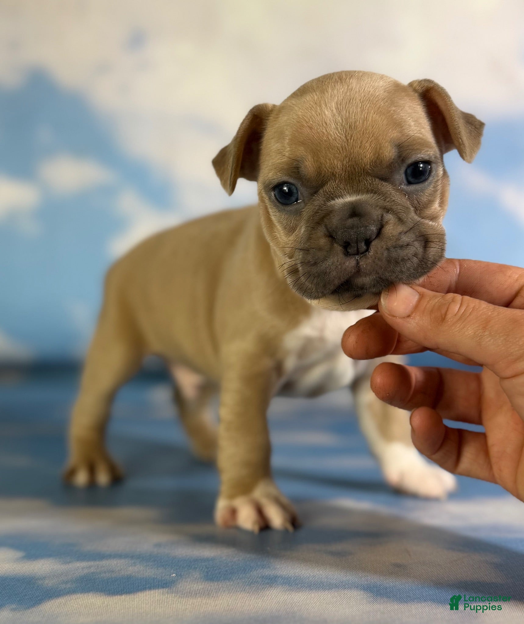 Frenchton dogs Luigi - Ad 1