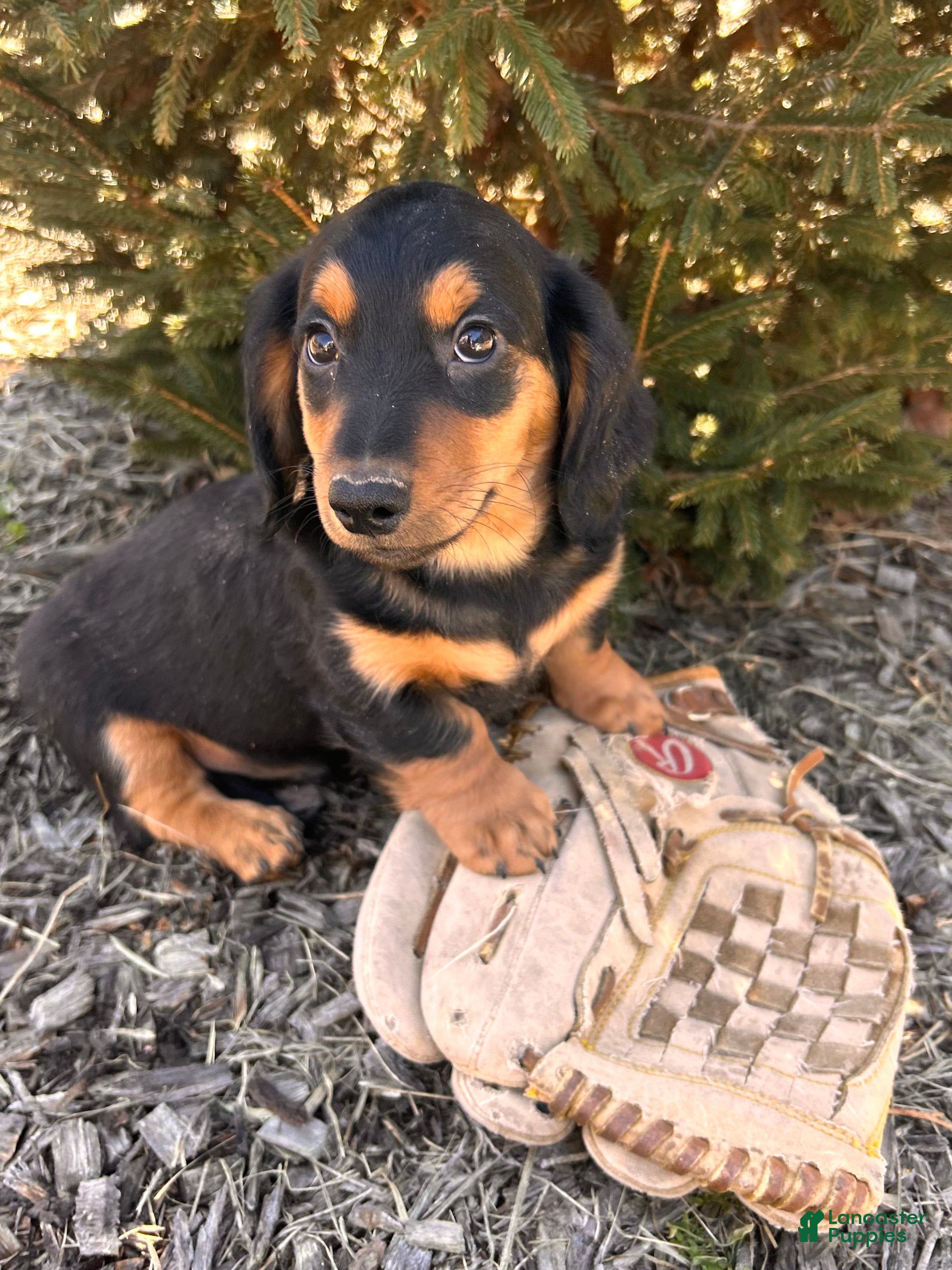 Miniature Dachshund dogs Mack  - Ad 2