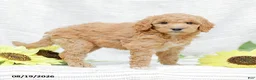 Goldendoodle dogs for sale: Jessie - Ad 7