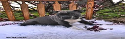 Boston Terrier dogs for sale: Beau - Ad 6