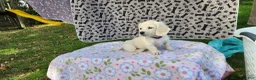 Miniature Dachshund dogs for sale: Bloom - Ad 4