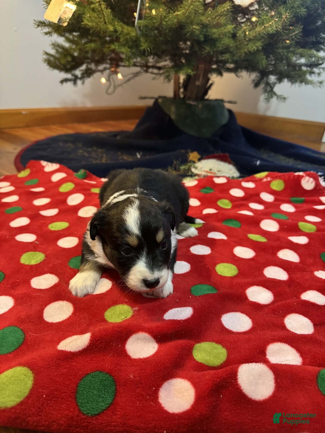 Australian Shepherd dogs for sale: Crystal - Ad 4