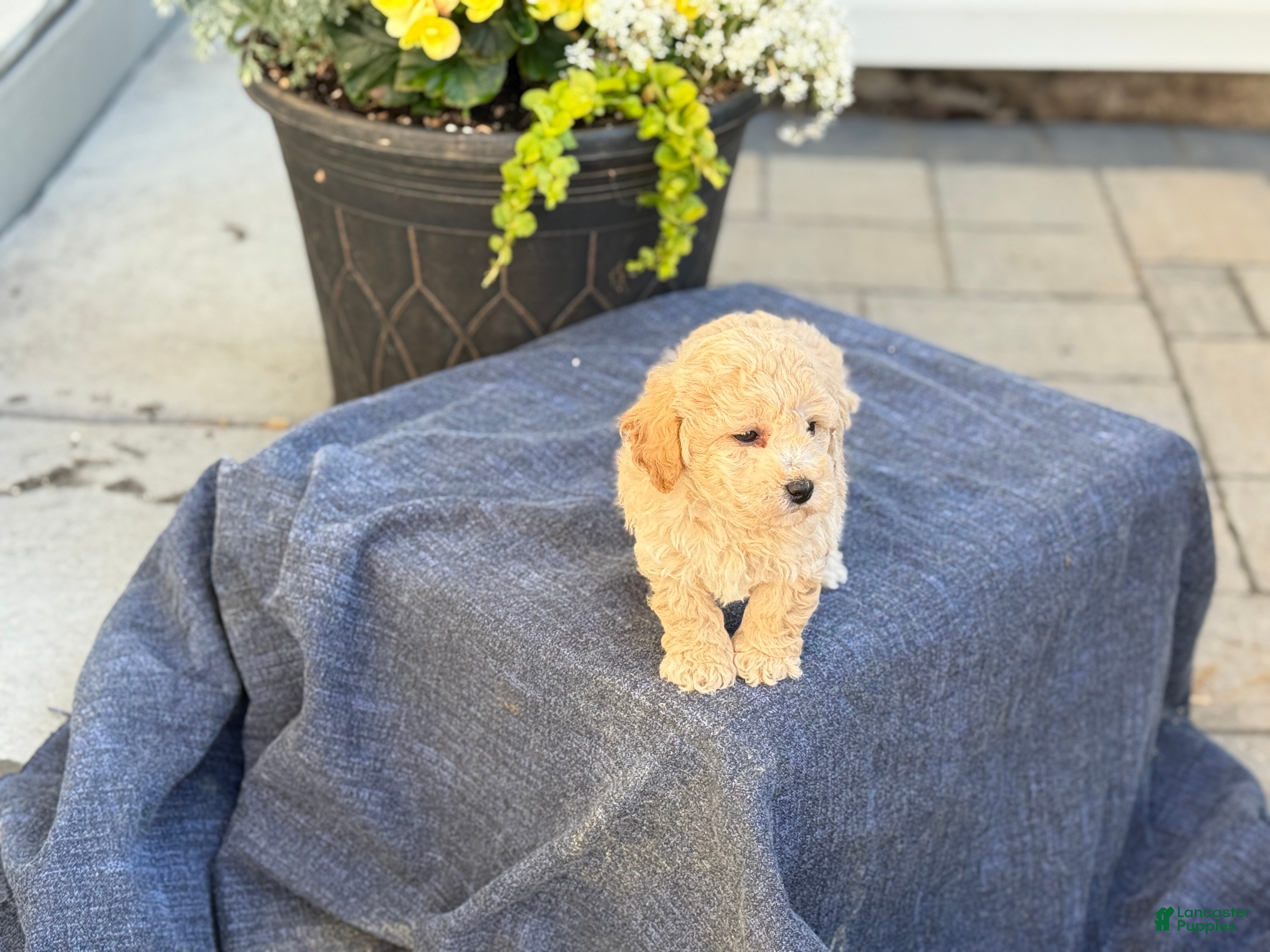 Bichpoo dogs for sale: Franklin - Ad 6