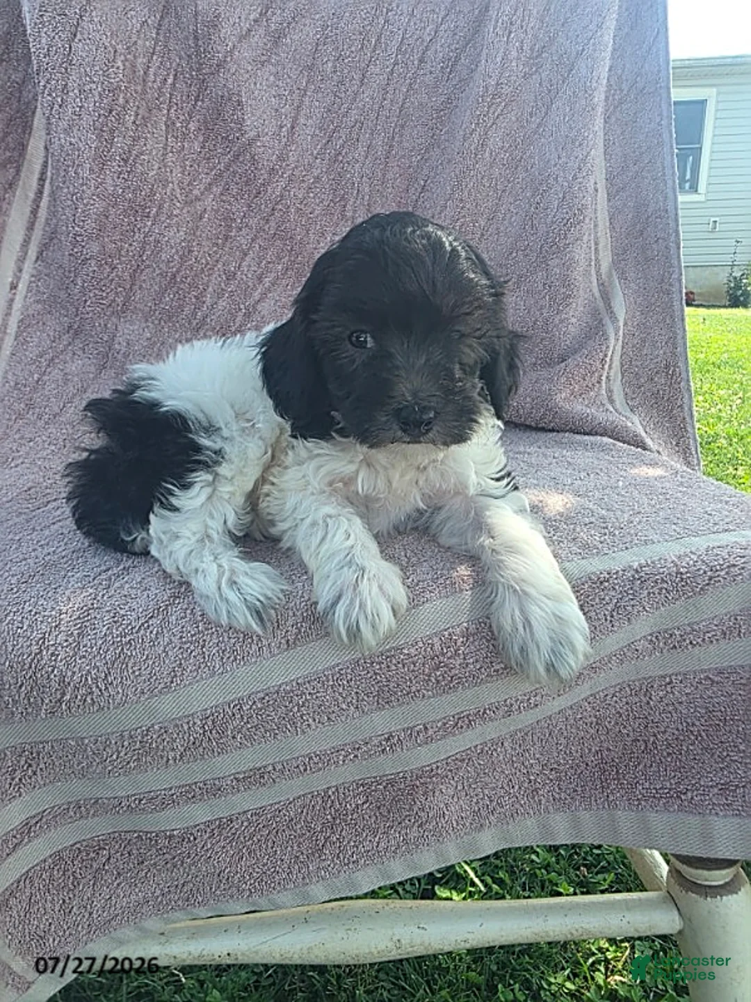 Toy Poodle dogs for sale: Pepper - Ad 5
