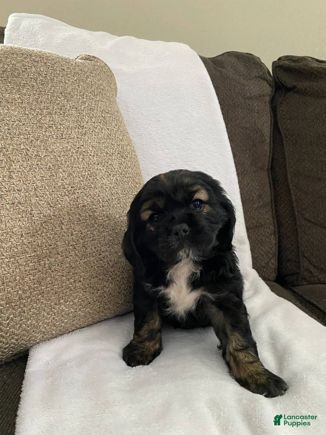 Cocker Spaniel dogs for sale: Tabby  - Ad 2