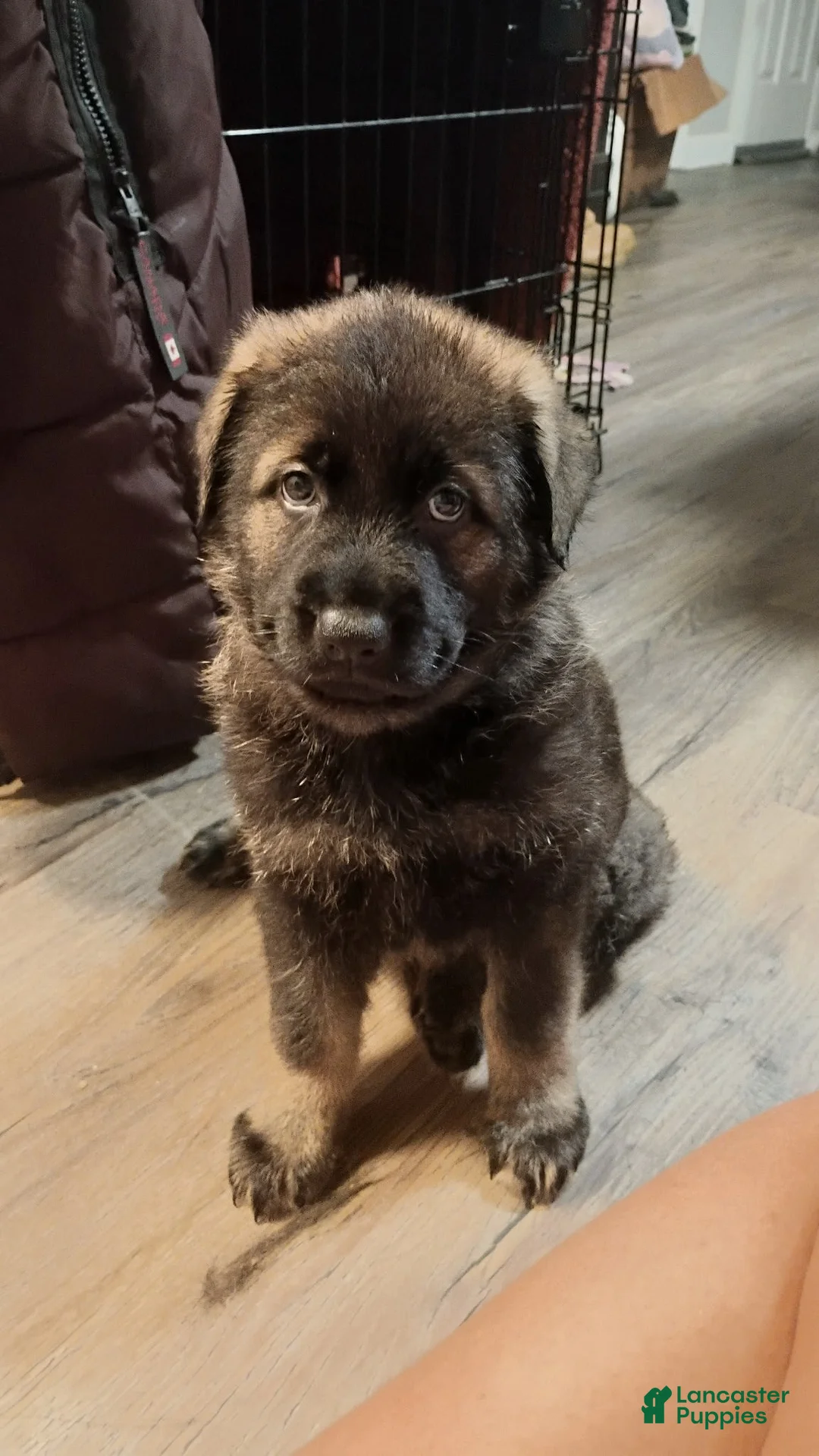 German Shepherd dogs for sale: AKC German Shepherd Puppy 4 - Ad 2