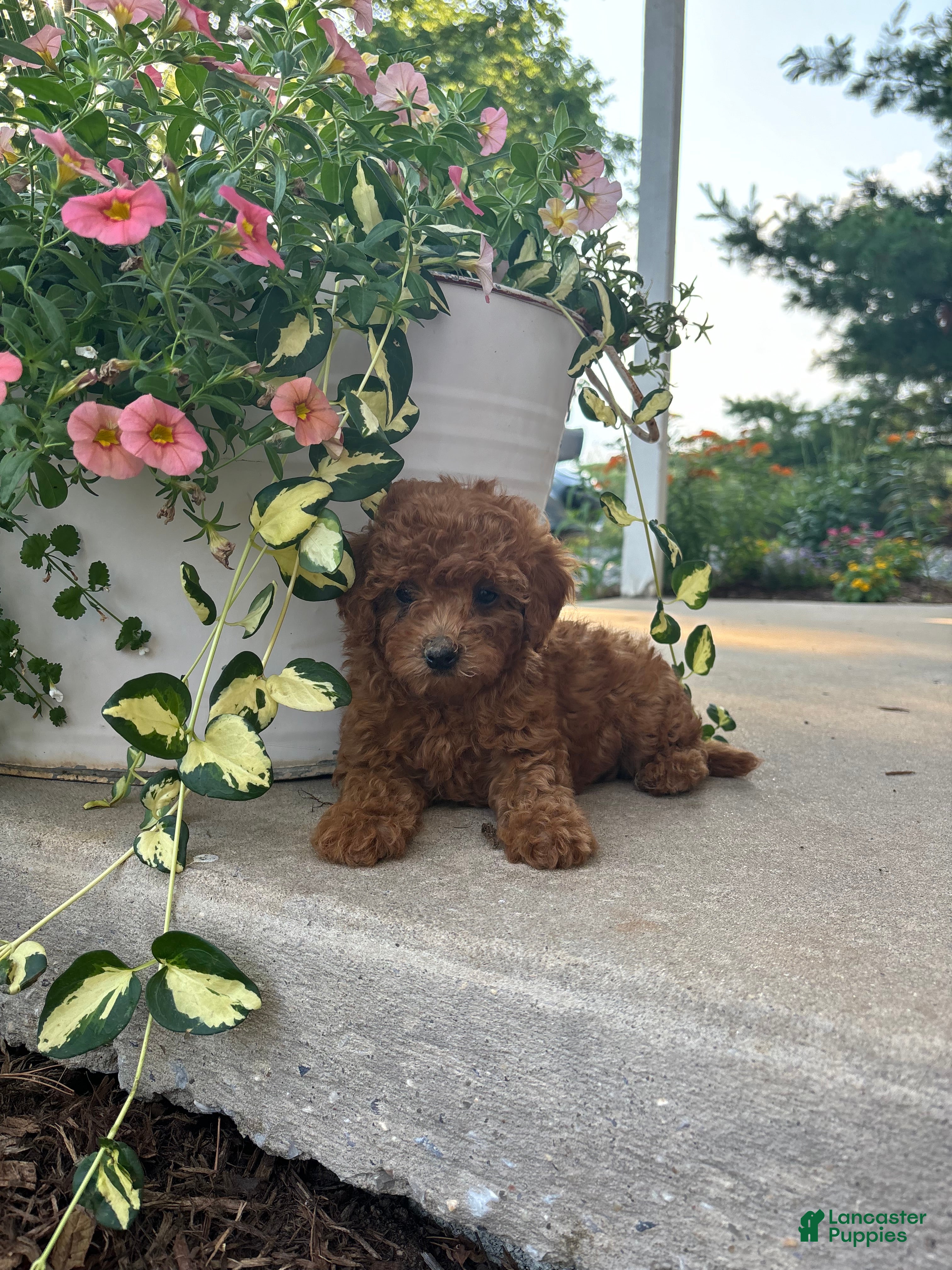 Bichpoo dogs for sale: Luna - Ad 3
