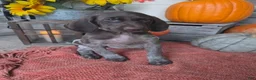 German Shorthaired Pointer dogs for sale: Gunner - Ad 3