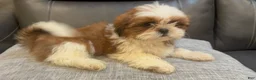 Shih Tzu dogs for sale: June - Ad 1