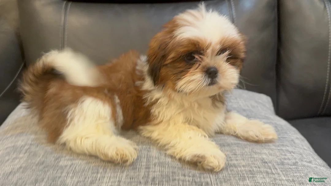 Shih Tzu dogs for sale: June - Ad 1