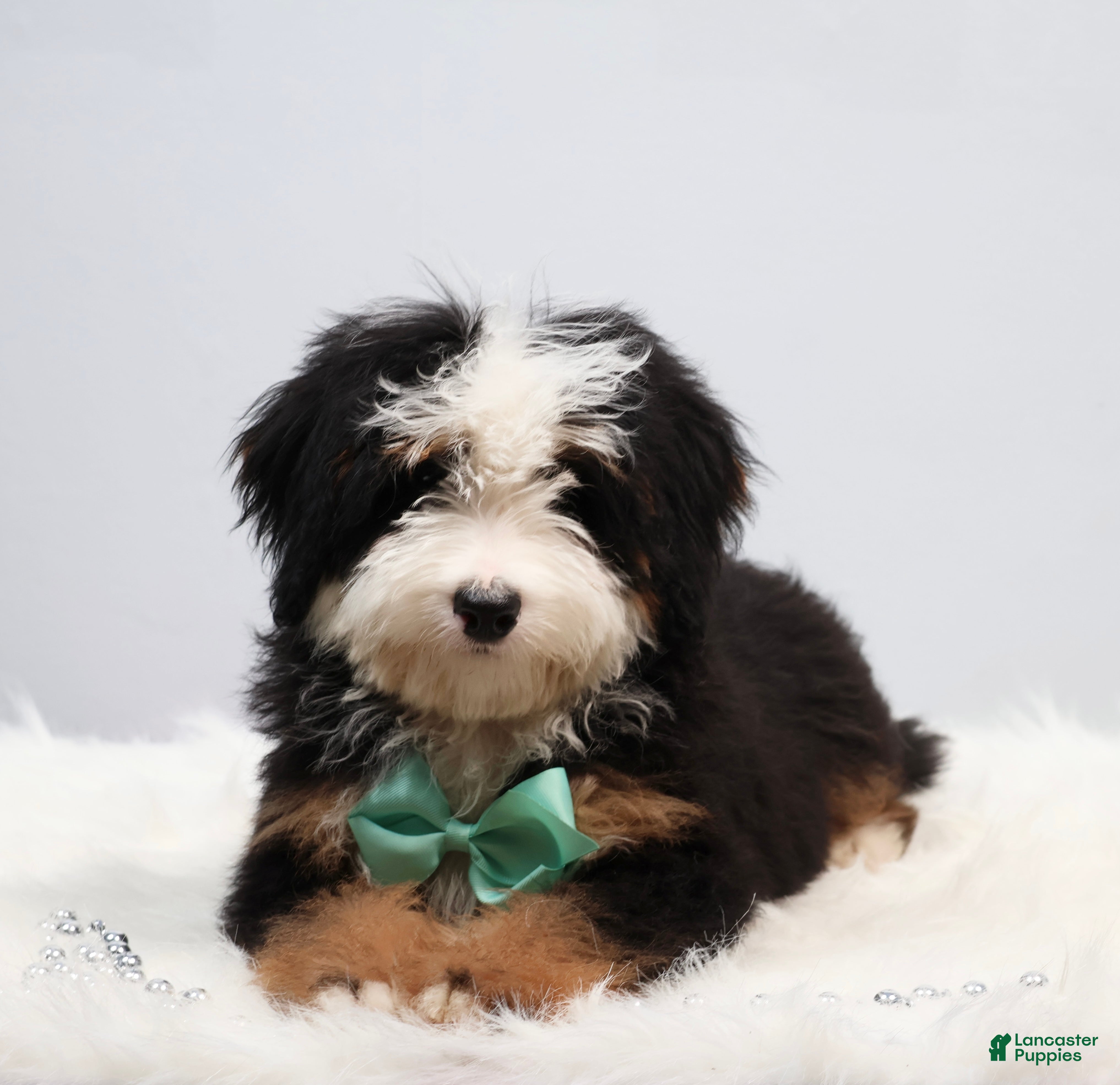 Mini Bernedoodle dogs for sale: Dawson - Ad 4