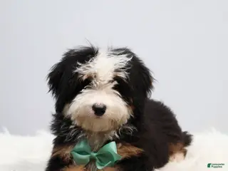 Mini Bernedoodle dogs for sale: Dawson - Ad 4
