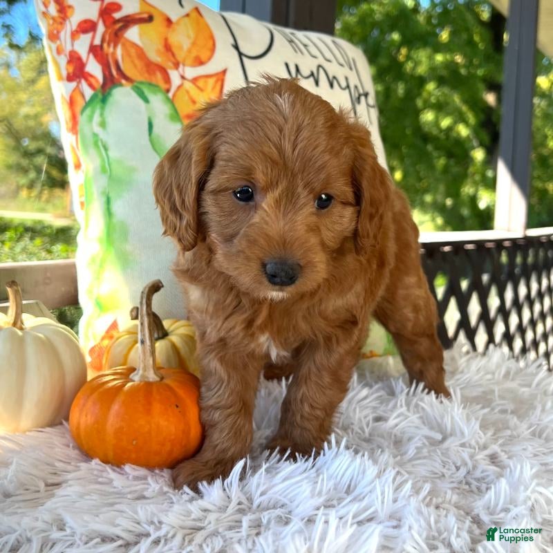 Loki (Doodle / designer cross, Male) in Bluffton, IN