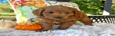 Loki(Micro Mini Goldendoodle)