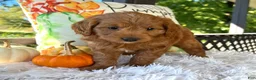 Mini Goldendoodle dogs for sale: Loki(Micro Mini Goldendoodle) - Ad 1