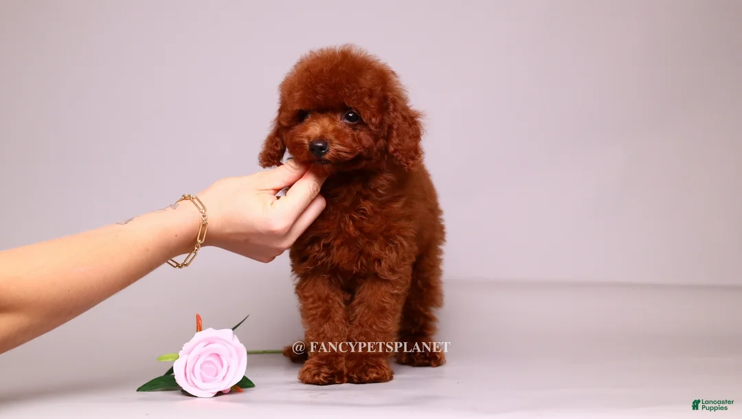 Toy Poodle dogs for sale: VISITA PER FORTUNA SHANTI  - Ad 1