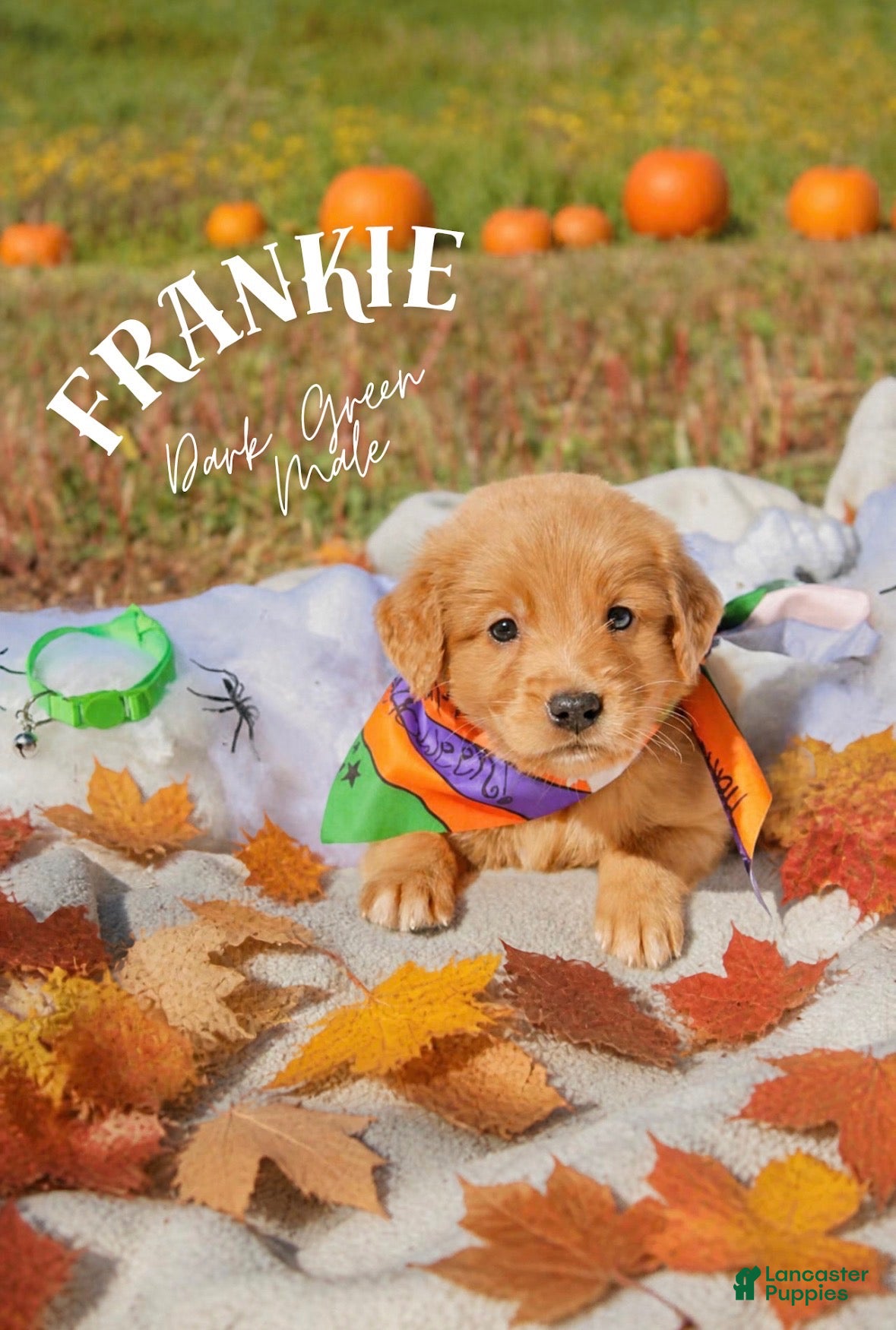 Golden Retriever dogs Golden Retriever 2 - Ad 1