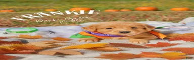 Golden Retriever 2