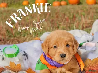 Golden Retriever dogs Golden Retriever 2 - Ad 1