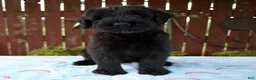 Giant Schnauzer dogs for sale: Louise - Ad 5