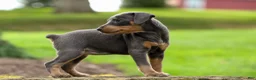 Miniature Pinscher dogs for sale: ABBY - Ad 10
