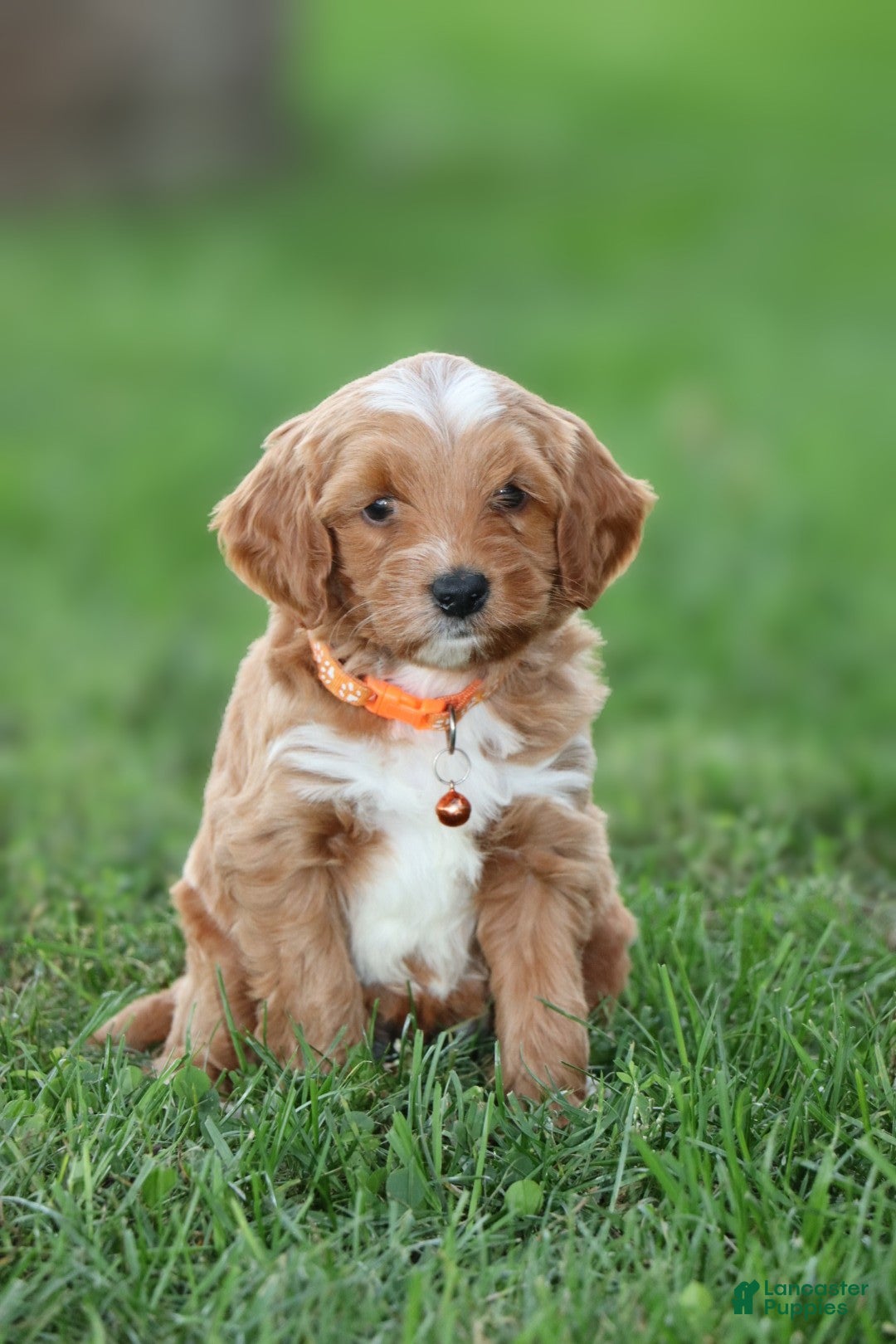 Buster