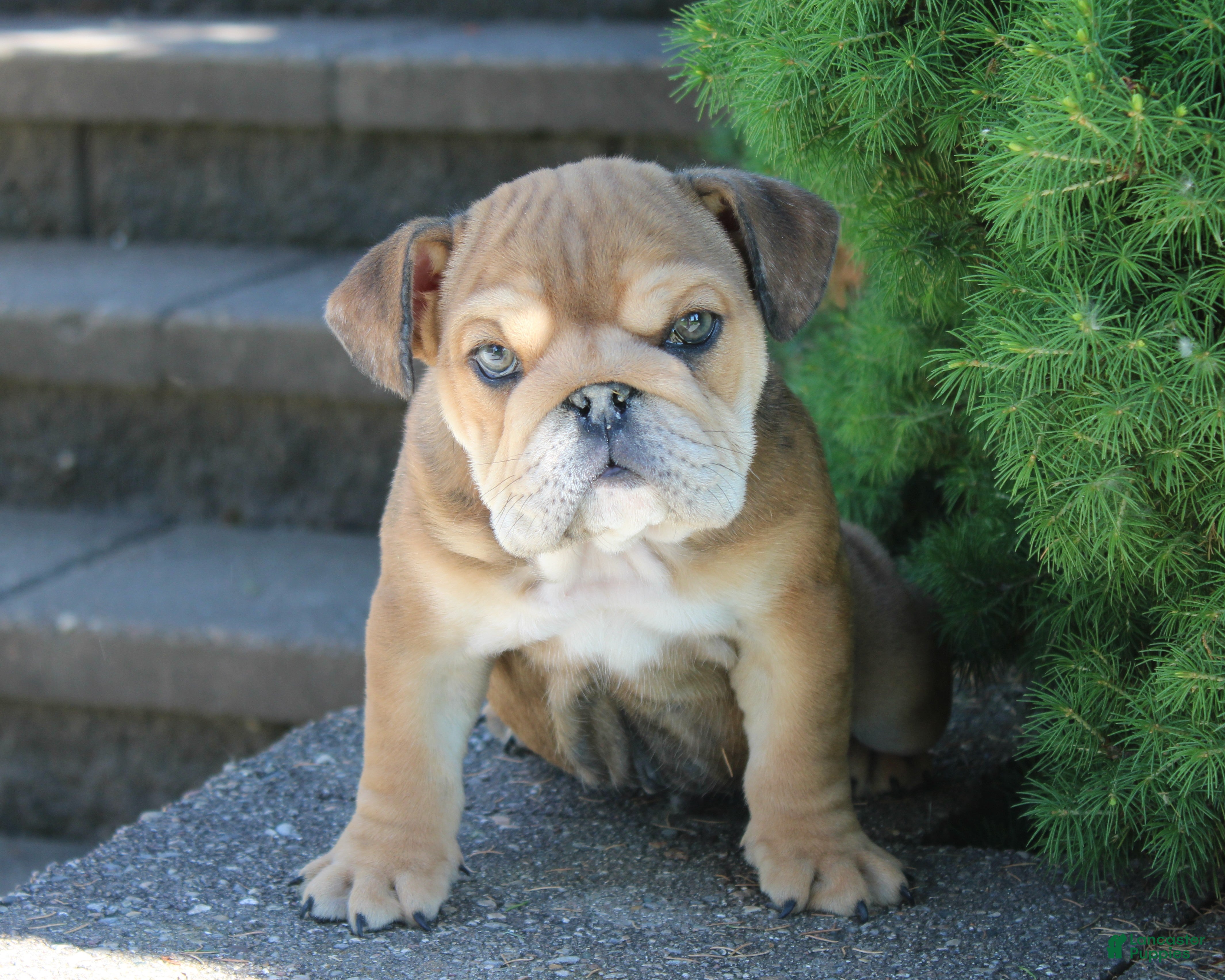 English Bulldog dogs for sale: Zeus - Ad 5