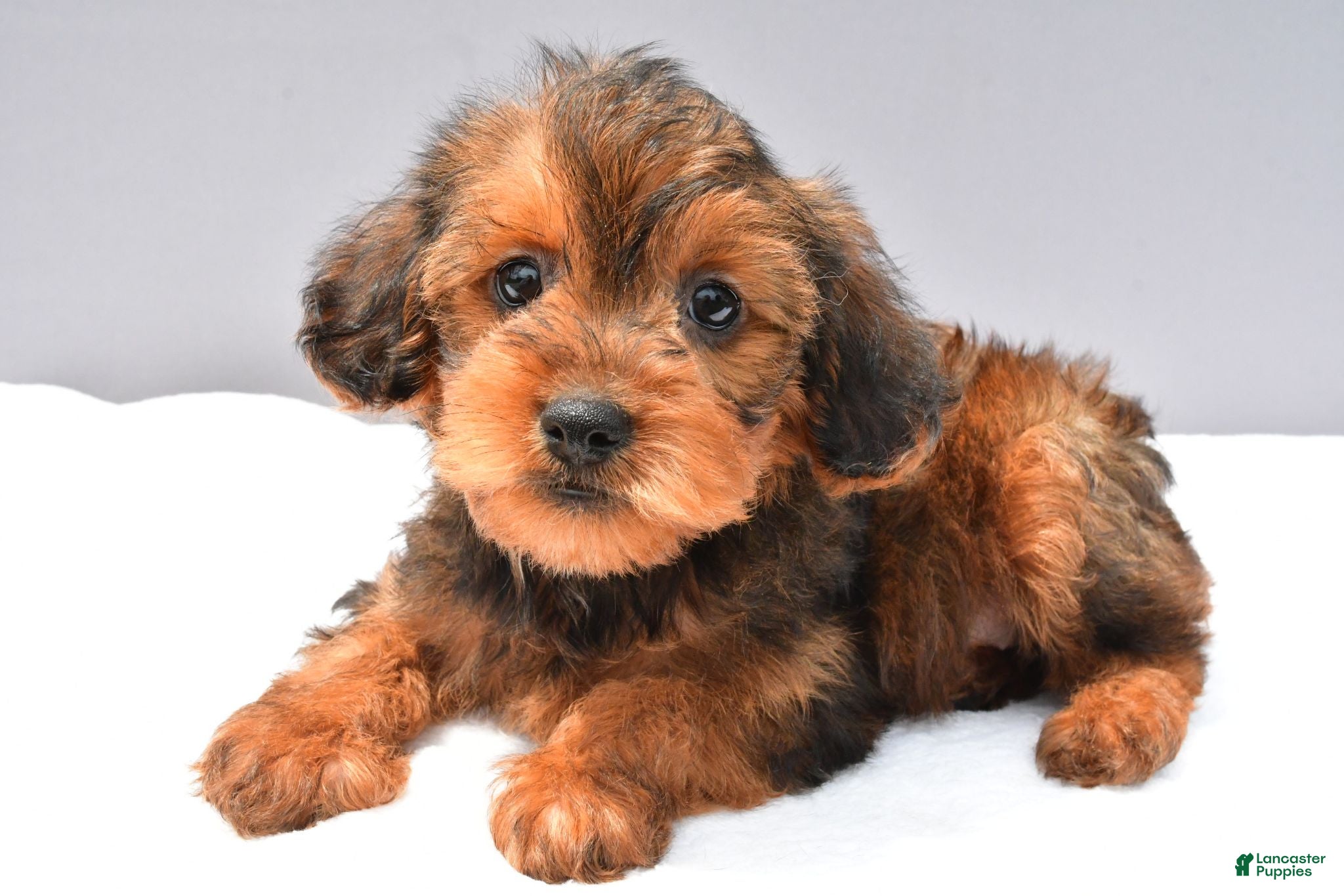 Yorkiepoo dogs Sweetie - Ad 2