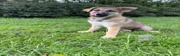 German Shepherd dogs for sale: Delilah - Ad 1
